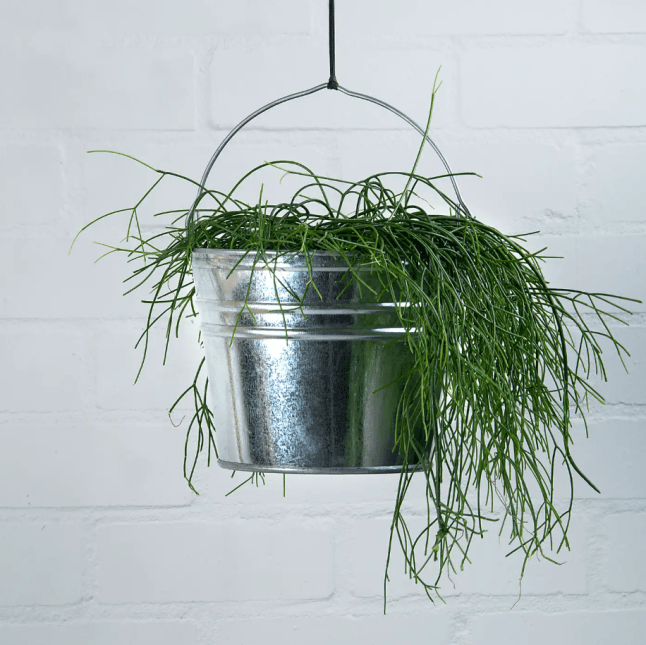 Fallen Fruits Zinc Bucket from Dunelm